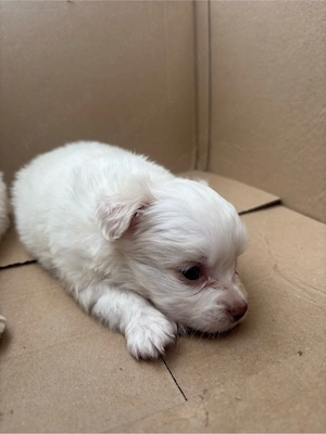Bichon maltez de talie mică  - imagine 2