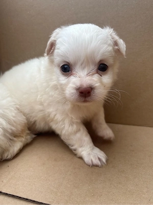 Bichon maltez de talie mică  - imagine 4