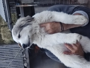 1 mascul și 3 femele Ciobănesc de Bucovina - imagine 4