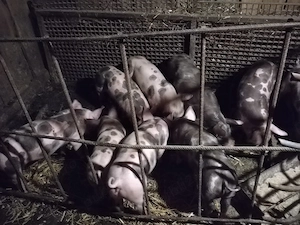 Vând purcei de rasă pietrean 