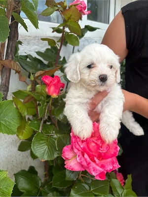 Bichon maltez de talie mica ! - imagine 3