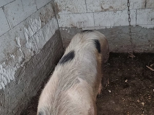 Vând scroafă mixt pietrain 250 kg aprox - imagine 4