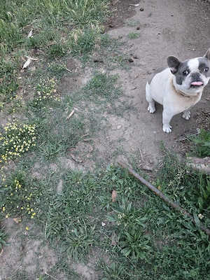 buldog francez