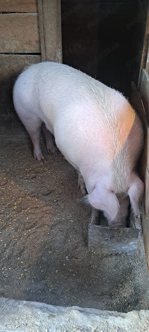 Vand porc de casa - imagine 2
