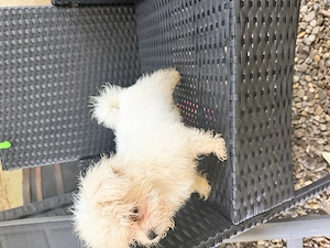 Vând Bichon Maltez talie mică  - imagine 3