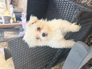 Vând Bichon Maltez talie mică  - imagine 2