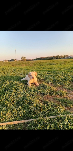 catel labrador retriever 