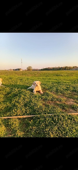 catel labrador retriever  - imagine 2