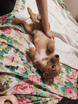 Dau spre adopție 2 cățeluși 