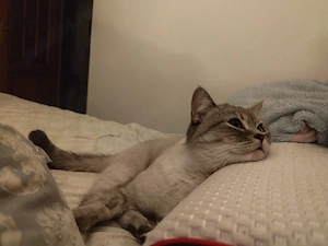 Scottish Fold