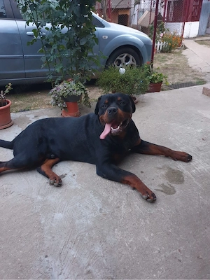 Donez Rottweiler - imagine 2