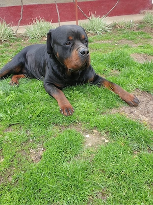 Donez Rottweiler - imagine 3