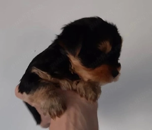 Yorkshire Terrier 