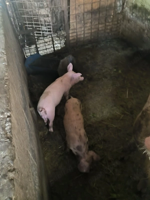 Purcei de vanzare