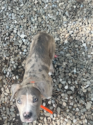 vand american bully 5 luni  - imagine 3