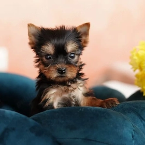 Yorkshire terrier