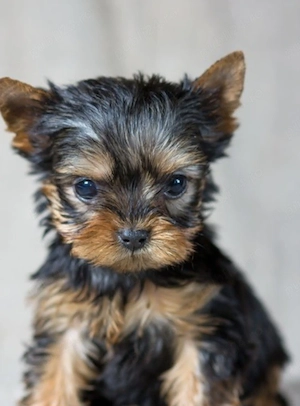 Yorkshire terrier - imagine 2