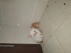Suntem pregătiți sa avem o noua familie  - imagine 2