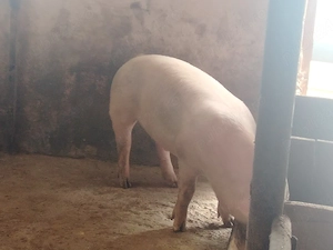 Porci mari de carne140-150 kg - imagine 2