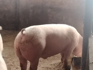 Porci mari de carne140-150 kg - imagine 4