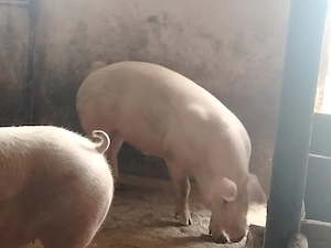 Porci mari de carne140-150 kg - imagine 3