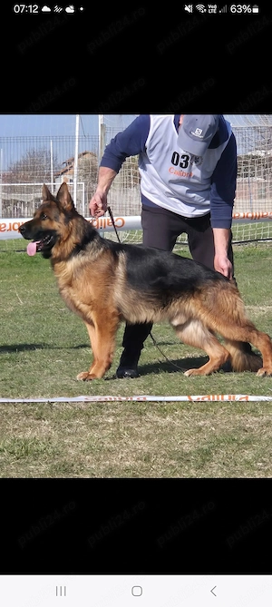Cătei Ciobanesc German 