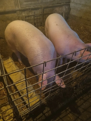 vand porci de sacrificat și purcei de crescut