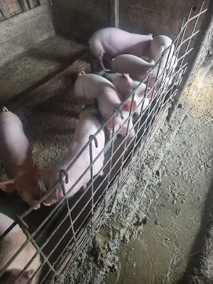 vand porci de sacrificat și purcei de crescut - imagine 4