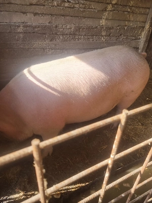 vand porci de sacrificat și purcei de crescut - imagine 2