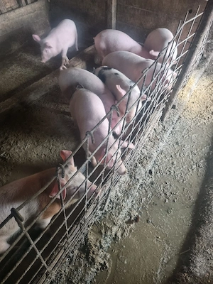 vand porci de sacrificat și purcei de crescut - imagine 3