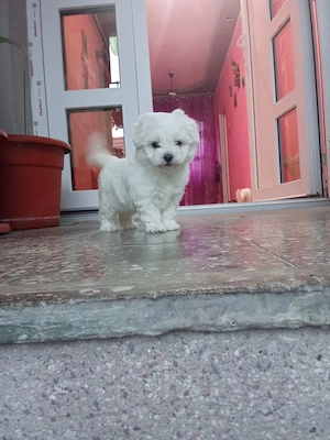 Bichon miny toy fetiță  - imagine 2