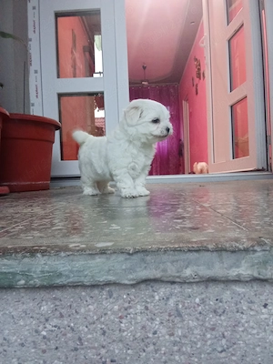 Bichon miny toy fetiță  - imagine 3