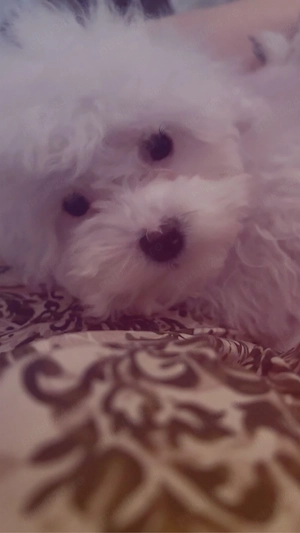 donez un bichon maltez 