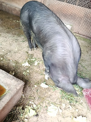 Vand porc ideal pentru proțap  - imagine 2
