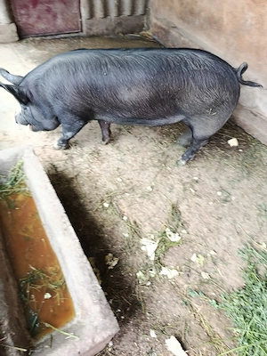 Vand un porc crescut natural