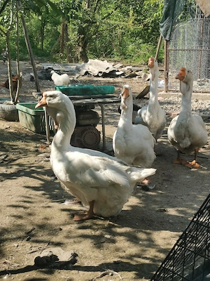 Perechi gâște holmogor 2024 - imagine 2