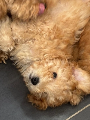 Fată și Băiat Poodle Miniature - imagine 5