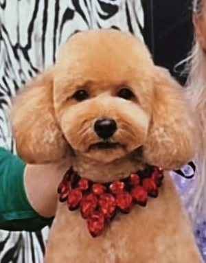 Fată și Băiat Poodle Miniature