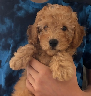 Fată și Băiat Poodle Miniature - imagine 4