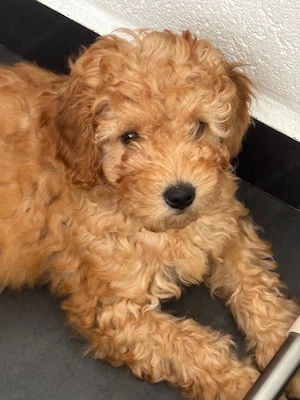 Fată și Băiat Poodle Miniature - imagine 2