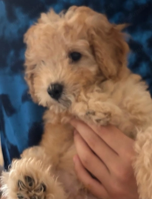 Fată și Băiat Poodle Miniature - imagine 3