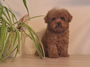 Pudel Caniche pitic - imagine 3