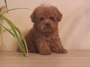 Pudel Caniche pitic