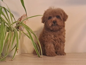 Pudel Caniche pitic - imagine 2