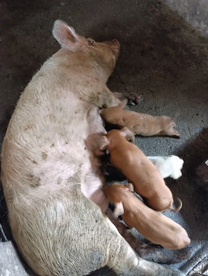 vand o Scroafa cu 4 purcei si una gestanta
