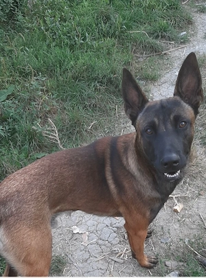 Vand puiuti Ciobanesti belgieni malinois disponibili dupa data de 17 iulie rezervari la teltefon - imagine 3