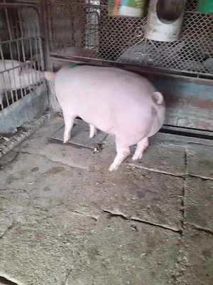 Vand porc mascul 130 kg - imagine 4