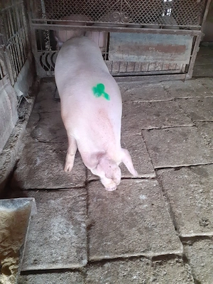 Porc mascul 130 kg