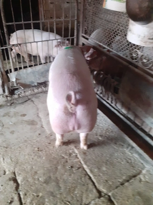 Vand porc mascul 130 kg - imagine 3