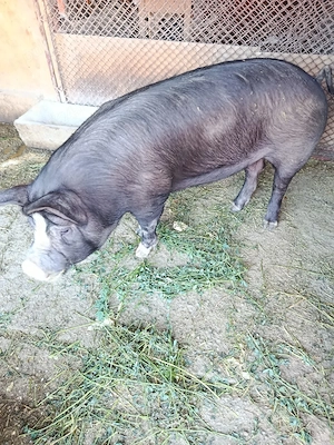 Vand porc ideal pentru proțap 